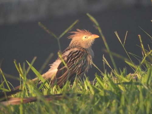 Guira Cuckoo