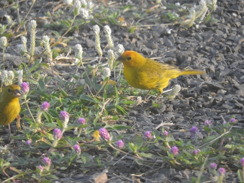 Saffron Finch