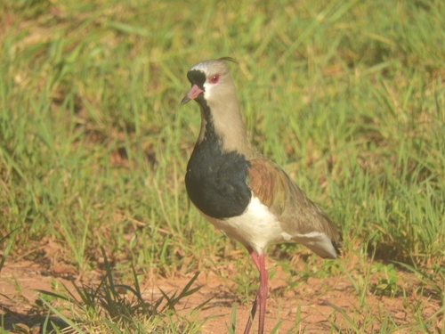 Southern Lapwing
