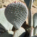 Beavertail Cactus - Photo (c) Jim Roberts, all rights reserved, uploaded by Jim Roberts