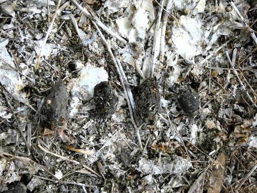 View observation of {o.common_name} on iNaturalist