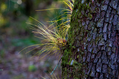 southern needleleaf airplant (Tillandsia setacea) · iNaturalist