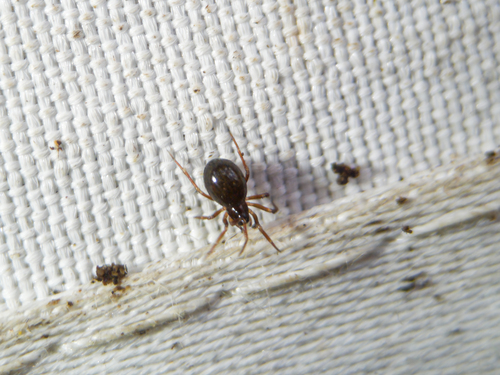 Diplocephalus turcicus
