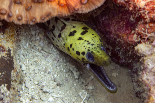 Gymnothorax fimbriatus