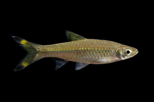 Rasbora caudimaculata