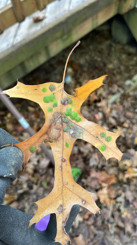 Unknown species found near Bentana Way, Reston, VA, US
