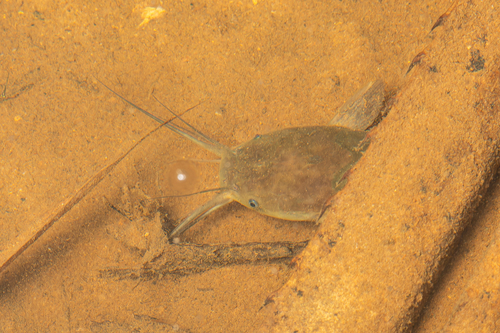 Clarias batrachus