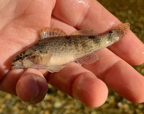 Sunburst Darter