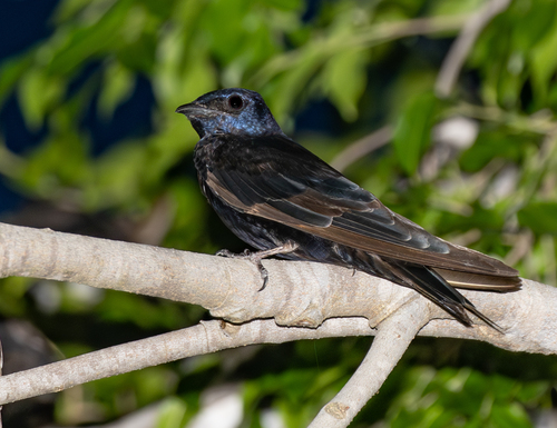 Andorinha-azul observed by eduborges