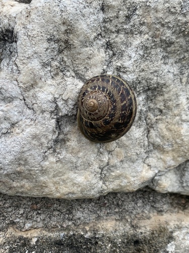 Cornu aspersum