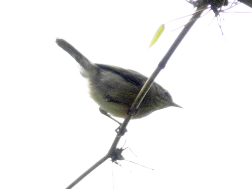 iNaturalist image