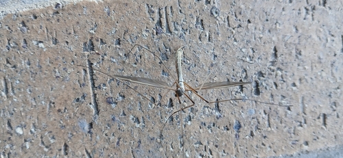 Unknown species found near Utah County, US-UT, US