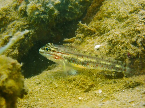 Coryphopterus glaucofraenum