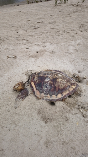 Loggerhead Sea Turtle