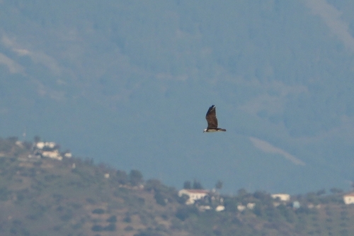 Avistamiento Águila pescadora (Marismas Tinto-Odiel)