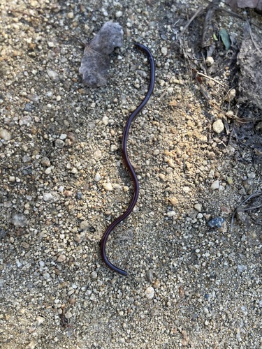 iNaturalist observation photo of Brahminy Blindsnake
