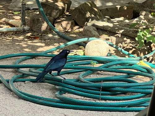 Carib Grackle