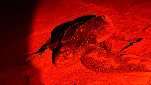 Leatherback Sea Turtle
