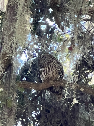 View observation of {o.common_name} on iNaturalist