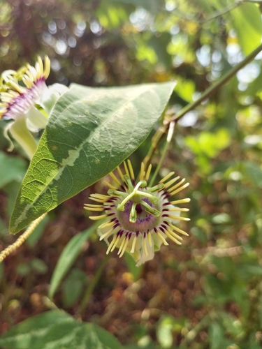 Passiflora punctata