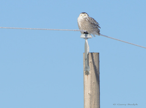Snowy Owl