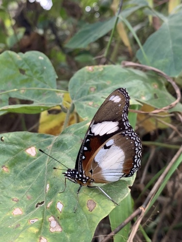 Danaid Eggfly