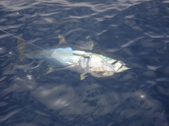 Tuna