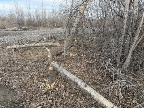 iNaturalist observation 2026-01-01