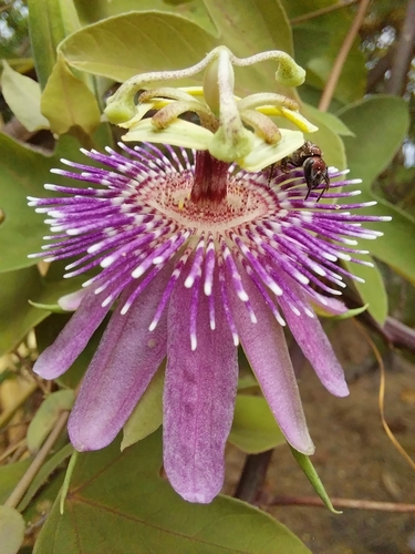 Passiflora sprucei