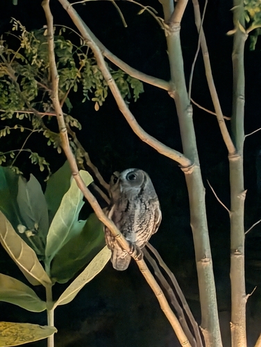 View observation of {o.common_name} on iNaturalist