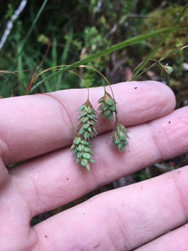 Carex magellanica ssp. magellanica