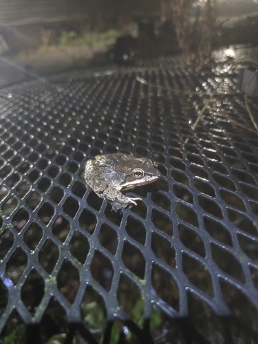 Wood Frog observed by ronniejayhartwell