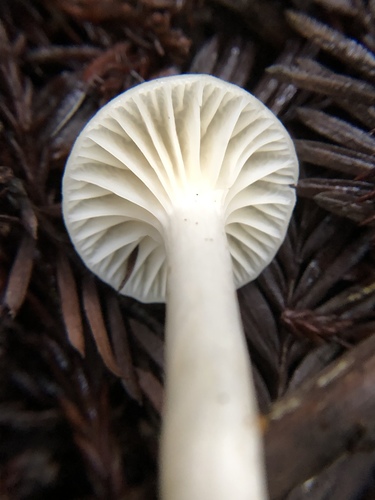 Snowy Waxcap