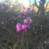 Chenault Coralberry - Photo (c) Nema Milaninia, all rights reserved, uploaded by Nema Milaninia