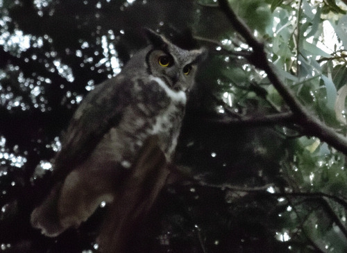 View observation of {o.common_name} on iNaturalist