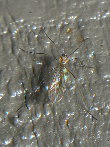 Unknown species found near S Cigar Rd, Northampton, PA, US