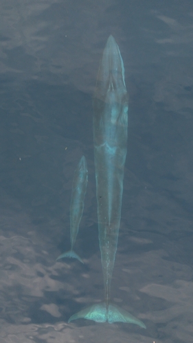 Balaenoptera omurai