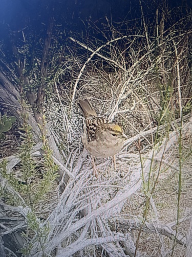 iNaturalist observation photo of Golden-crowned Sparrow