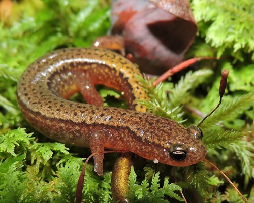 Blue Ridge Two-lined Salamander