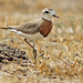 Caspian Plover - Photo (c) David Beadle, all rights reserved, uploaded by David Beadle
