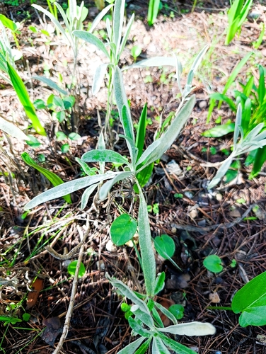 Avistamiento Phlomis lychnitis