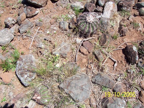 Parodia allosiphon