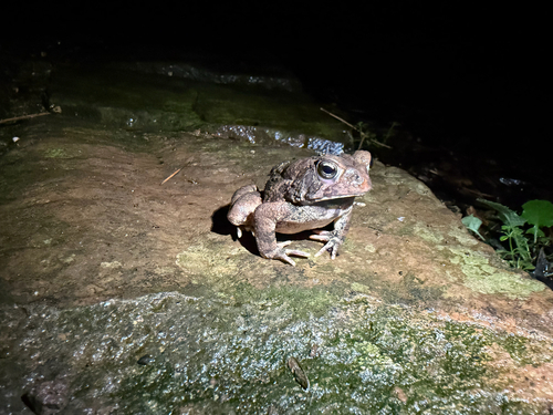 American Toad observed by dreakicks