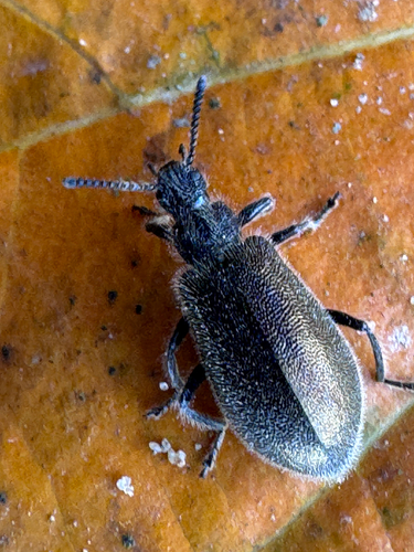 Hairy Darkling Beetle