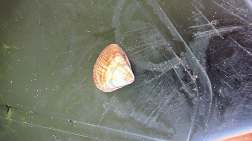 Tivela mactroides