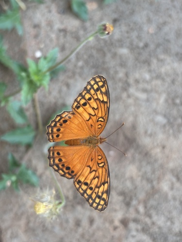 Mexican Fritillary