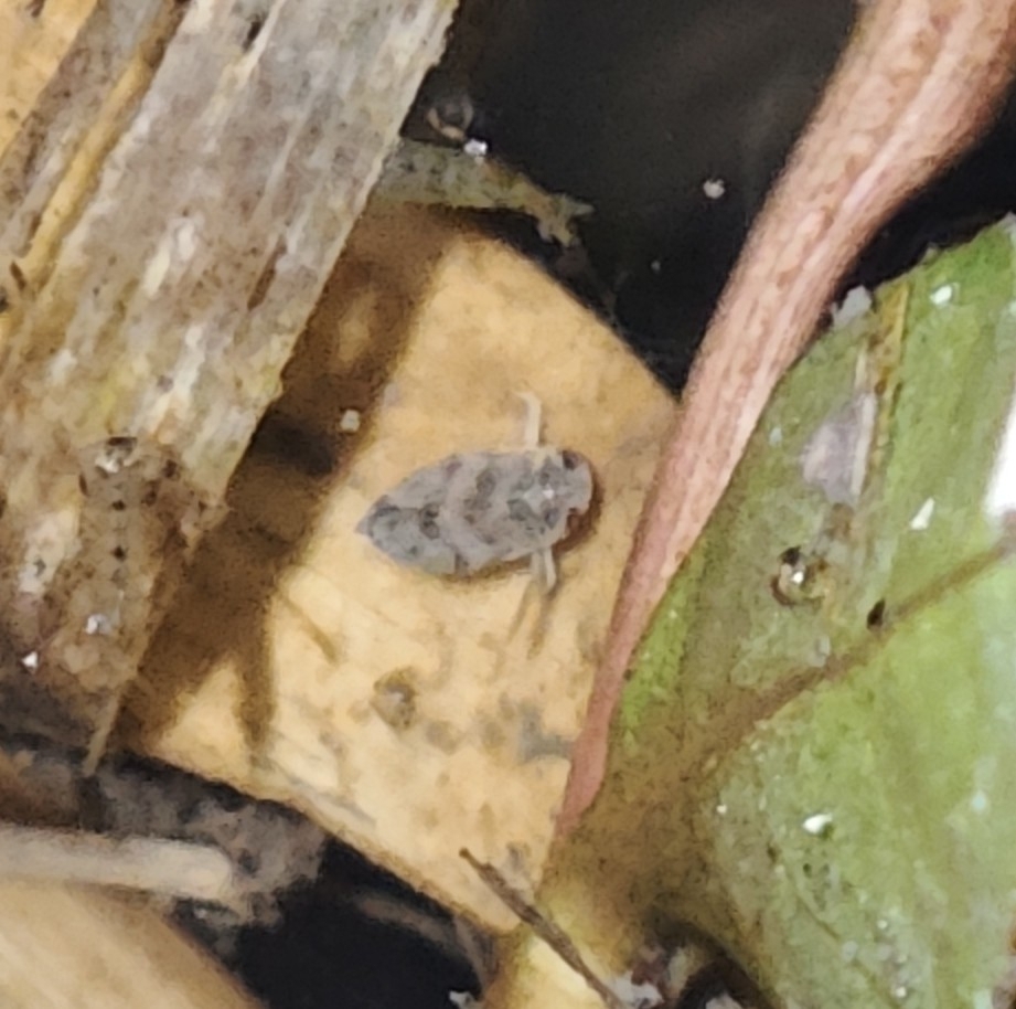 Micronecta Raccolte Micronecta from Sheung Shui, Hong Kong on January 10, 2026 at 06:39 PM ...