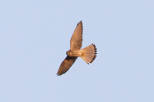 Eurasian Kestrel