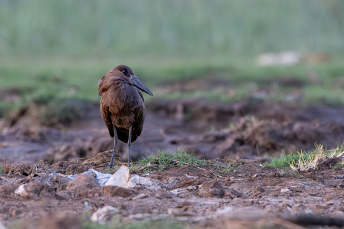 Hamerkop