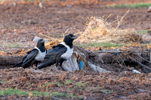 Pied Crow